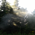 朝のひとこま、朝光が綺麗です。