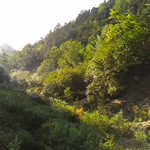 雨上がり小屋の庭からのひとこま。
