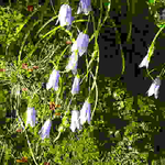 ホウオウシャジンはまだまだ健在です。