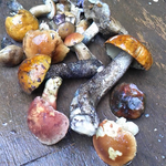 夏の美味しいキノコ、アラカルト。皆様も登山道にあるキノコを取って来ませんか。