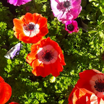 3月1日の誕生花はアネモネです。渓流釣りが解禁です。今からアマゴやイワナを釣りに行きます。