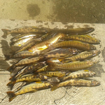 今日は晴れて暖かなひです、渓流釣りが解禁です。