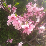 3月3日の誕生花は桃の花です。桃の節句です。雛祭りです。昨日は鳳凰三山は雪でした。
