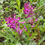 今日も良い天気です。3 月4日の誕生花はムラサキケマンです。