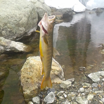 ヤマトイワナ、沢の上流の天然イワナです。