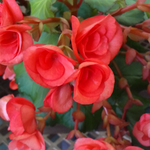 今朝は薄曇りですが鳳凰三山は見えています。3 月6日の誕生花はベゴニアです