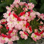 3月7日の誕生花はバーベナです、美女桜です。長野県の山岳救助訓練のヘリコプターの墜落、痛ましい事故ですね。原因が気になります。