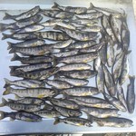 源流部に毎年、釣ったアマゴを放流して居ました。初めてのためし釣り、繁殖して増えていました。放流して無い昔からの地付きのアマゴだけの沢です。