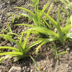 ヤブカンゾウが食べ頃になりました。