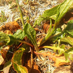 春を食べませんか。ギシギシ、身近にある山菜です。羊蹄と書きます。日本在来種で土手や川原水辺などて日本中で普通に生えています。
