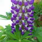 山は時雨模様ですがその内晴れそうです。3 月10日の誕生花はルピナスです。