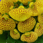 3月13日の誕生花はカルセオラリアです。今朝は暖かい朝です。靄っていて鳳凰三山や八ヶ岳などの山は見えません。