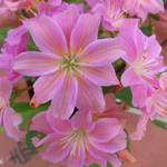 今日は春らしい良い天気です。3 月16日の誕生花はレウイシアです。