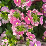 3月17日の誕生花はネメシアです。彼岸の入りです。