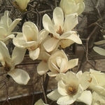 彼岸の入りです。ハクモクレンが満開でした。