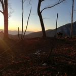 カモシカに会いました