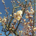 ウグイスの初音を聞きました。豊後梅も咲き香りが漂ってきます。はるですねー。