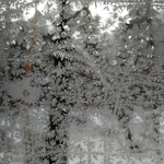 今朝は-15℃、雪  新雪10cm  byアオト