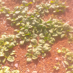 我が庭のちぢみホウレン草か大きくなった。