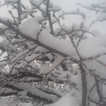 関東地方は昨日は雪。今日は曇りで積雪２０センチ程です。