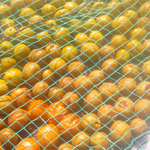 朝夕は冷え込みましたが日中は穏やかな日射しです。酢漬けの梅を干す。