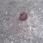 お尋ね者、指名手配、カエルの名前を教えて下さい。標高２３００メートル出会ったカエルです。