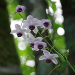 今朝は気温13℃、毎朝いいお天気です。レンゲショウマが咲いています