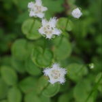 今朝も晴れ、気温16℃の暑い朝。珍しい花、シラヒゲソウが咲き出しました。