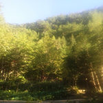 無風快晴の雲ひとつない素晴らしい朝です。気温12 度、小鳥の声も爽やかです。