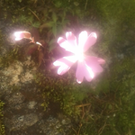 タカネビランジもまだまだ綺麗です。