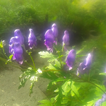 キタザワブシが綺麗に咲いています。今朝の気温は14 度、晴れています。