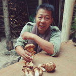 今年の初物、松茸を収穫。