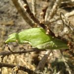 山椒の枝にアゲハチョウのサナギがありました。