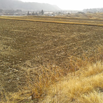 ツグミがいない、今年はまだ一羽もみていない。