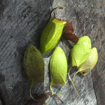 ウスタビガの繭