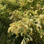 杉の雄花、まだ弾けていません。