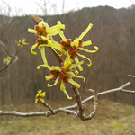 昨日の雨は山頂は雪のち霙みたいでした。マンサクが満開になった。