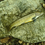 冷凍した岩魚やアマゴなどを解凍したら泳ぎだした。