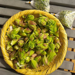 早春の恵み、初物蕗の薹。