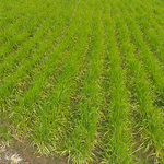 今では珍しい小麦畑。遠くなった田圃の思い出。