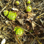 蕗の薹を収穫する。