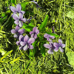 スミレが咲いた。