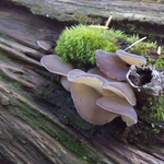 ニカワハリタケ