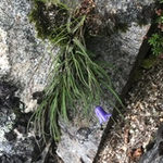 ホウオウシャジンが咲きました！