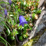 咲いた、鳳凰の花。