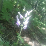 オオレイジンソウが咲いている。御座石温泉から１時間半位登った所です。