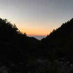 「ホウオウ」の花