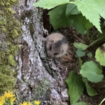 午後のテラス、ヤマネ現る。