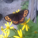 高山蝶のクモマベニヒカゲがまだ飛んでいる。