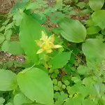 今日は曇り、気温は14度。ひっそりとタマガワホトトギスが咲いていた。